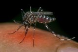 ‚Když ji máte, to horko vás vaří zaživa.‘ V jihovýchodní Asii udeřila horečka dengue