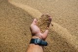 Válka žene ceny pšenice na maximum. Profitují z toho ale zase Rusové