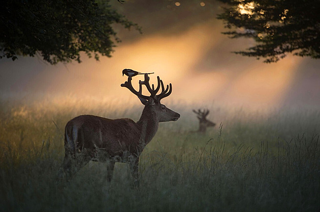 OBRAZEM: Svítání mezi jeleny v londýnském parku vás vezme za srdce