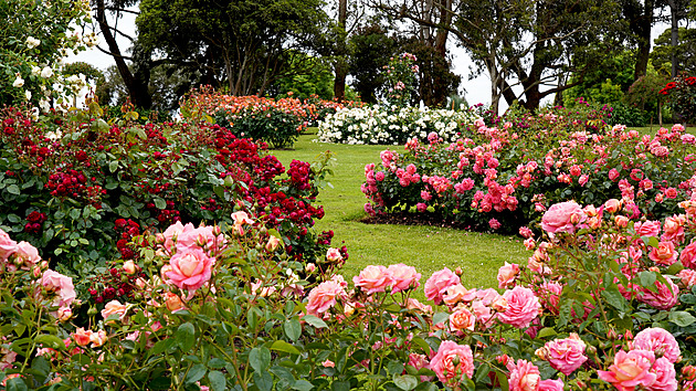Zahrada potřebuje péči i v červnu, odmění kvetoucími růžemi či komulemi
