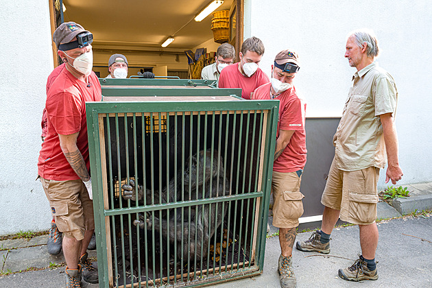 Gorilí samice v Zoo Praha se přestěhovaly, dočkají se i nového samce