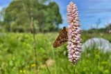 Do Slavkovského lesa by se mohly vrátit vzácné druhy motýlů. U Mnichova pro ně vznikla nová louka