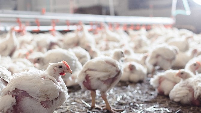 Pomalu rostoucí kuřata: změní drůbežáři způsob chovů?