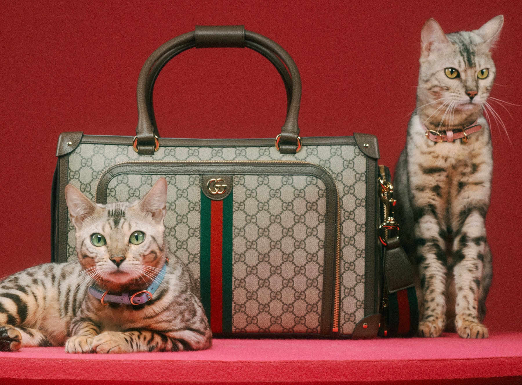 Gucci přináší kolekci pro kočky a psy