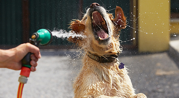 V horku pes potřebuje pitný režim. Dávejte mu třikrát víc vody