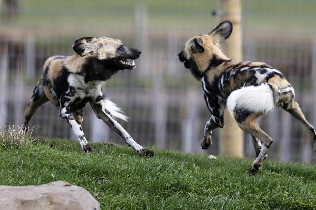 

Psi hyenovití se pokusili adaptovat na změnu klimatu. Podle studie selhali

