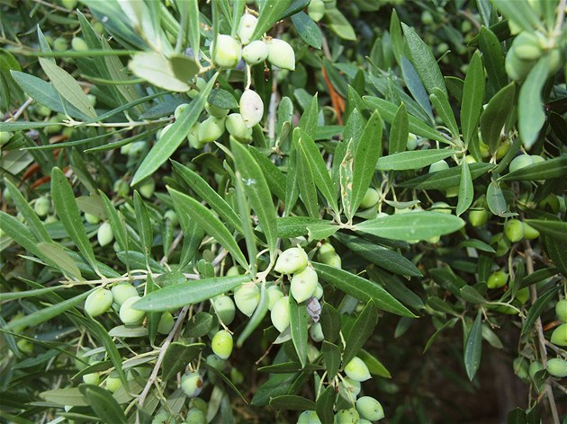 První šlechtěné stromy byly olivovníky, už před 7 000 lety, potvrdili vědci