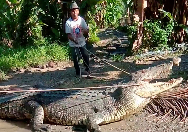 V indonéské vesnici mají nového hrdinu, krokodýla tu chytil jen lanem