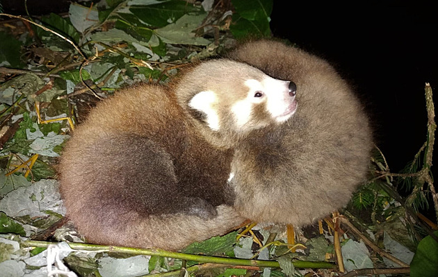 V liberecké zoo se narodila dvojčata pandy červené, zatím potřebují klid