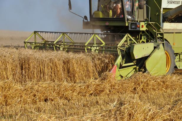 

Čeští zemědělci už sklidili většinu obilí. Pečivo podle nich nezlevní, ceny ovlivňují energie

