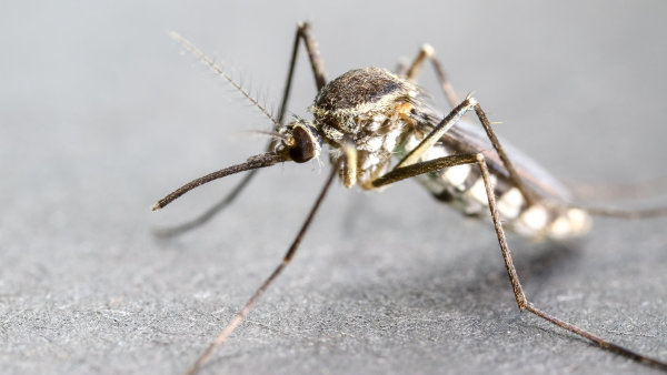 Člověk jako ideální potrava. Vědci zjistili, proč si k nám komáři vždy najdou cestu