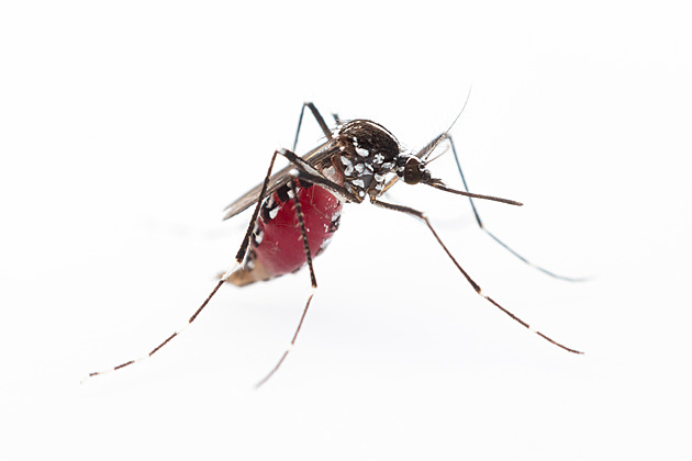 Komáři mají unikátní systém čichu, člověka vycítí několika způsoby