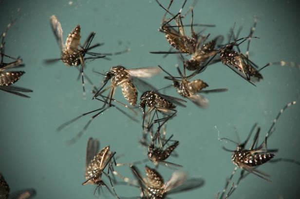 

Komáři jsou schopni vnímat pachy různými cestami, zjistili vědci

