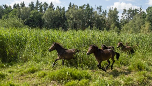 Zdivočelá země: Přírodní rezervace obývané divokými koňmi vrací krajině nespoutanost