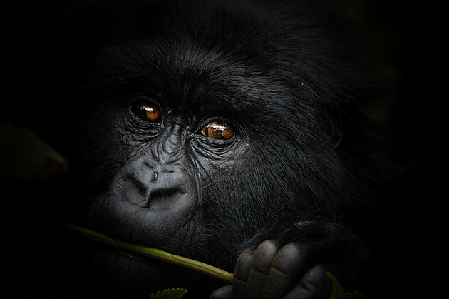 Rwanda chrání horské gorily tak důsledně, že musí rozšiřovat park
