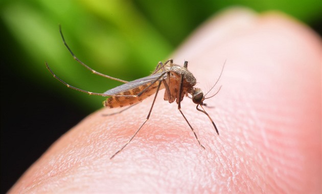 Komárů je letos víc. Stěhují se k nám druhy, na které nejsme zvyklí