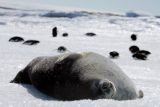 Na Antarktidě žije přes 200 tisíc tuleňů Weddella, zjistili výzkumníci. Spočítali ale jenom samice