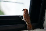Až milion ptáků v Česku zemře po nárazu do skla. Příští týden je příležitost zmapovat, kde umírají