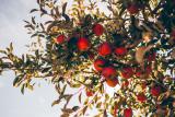 Robot ovocnářem. Vědci ze dvou českých univerzit vyvíjí robotickou platformu pro česání jablek