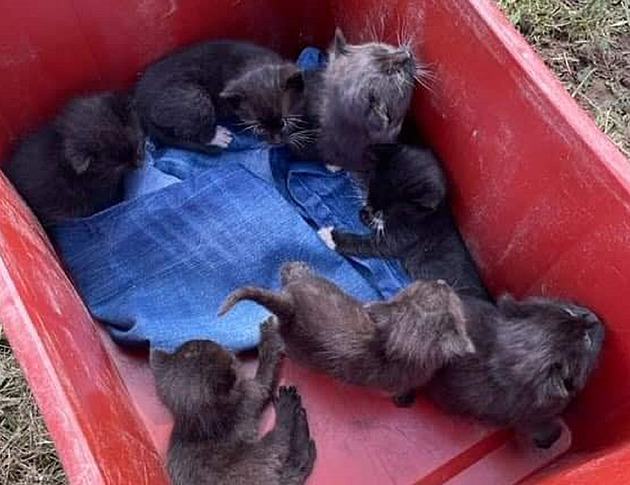Sedm koťat někdo pohodil na poli, další kočky živořily v bytě mrtvé ženy