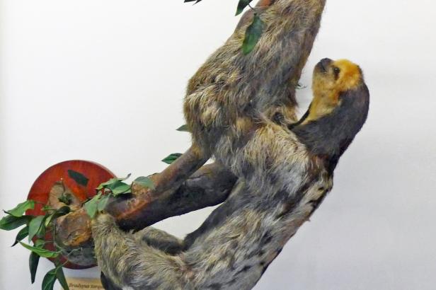 

Vědci objevili v Brazílii nový druh lenochoda s hlavou připomínající kokos

