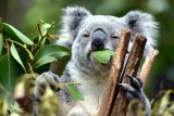 Věda pro děti: Proč se koaly živí jedovatými listy a mláďata krmí svým trusem?