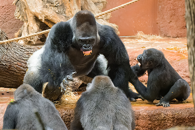 Seznamování goril v Rezervaci Dja proběhlo z pohledu ředitele téměř idylicky