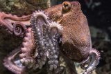 Chobotnice po sobě házejí předměty. Vědce to překvapilo, znají takové chování jen u primátů