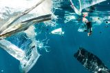 Plastový odpad je velkou bolestí světových oceánů. Řešením by podle vědců z Brna mohly být sinice