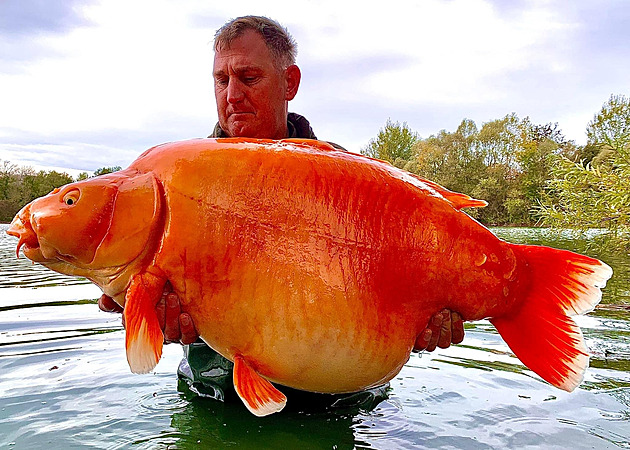 Britský rybář ulovil Francouzům legendární Mrkev, obří zlatou rybu