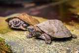 Pražská zoo hlásí tři přírůstky želvy záhadné. Tajuplný druh umí šplhat po šikmých stěnách