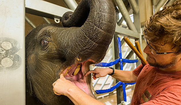 VIDEO: Podívejte se, jak probíhá preventivní zdravotní prohlídka slonů