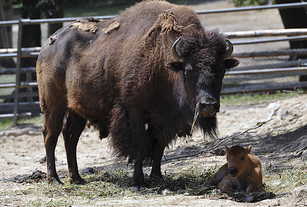 V zoo to vře kvůli zabití bizona, ředitelce vyčítají i krvavou stopu a ztrátu masa