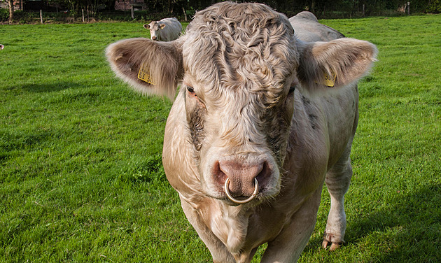 Zloději v Německu ukradli ampule s býčím spermatem, ztráty jdou do tisíců