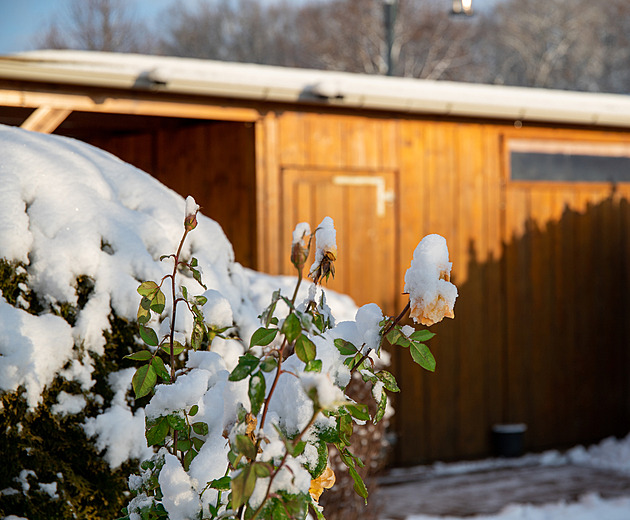 Zahrada vás potřebuje I začátkem zimy. Když nasněží, předejděte škodám