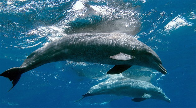 Jako lidi v hospodě. Delfíni musejí „křičet“, aby přehlušili lodě či těžbu