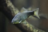 Invazní ryby karas stříbřitý nebo střevlička východní decimují život v rybnících na Třeboňsku