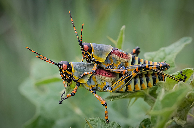 Seznamte se s fešným hmyzem, který lze potkat na exotické dovolené