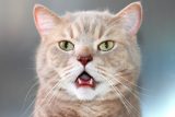 Věda pro děti: Proč kočky někdy zírají s otevřenou pusou?