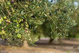 Jižní Evropu trápí bakteriální nákaza olivovníků. Hrozí, že uhynou miliony stromů