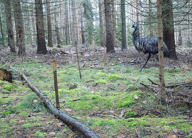 V lese Českého Švýcarska se procházel pštros, utekl chovatelům a šel s turisty