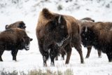Americká vláda dá miliony dolarů na obnovu stád bizonů. Zvířata se vrátí na území původních kmenů
