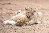 Kriticky ohrožený lev západoafrický je blíž záchraně, v Senegalu se narodila tři mláďata