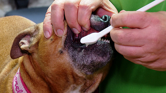 Pět nemocí psů, které vznikají ze špatné stravy. Potrápí a mohou zabíjet