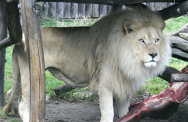 Zoo v Hodoníně přichází o největší lákadlo, končí s chovem bílých lvů