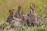 Věda pro děti: Jaký je rozdíl mezi zajícem a králíkem? Kdo z nich nepohrdne masem?