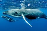 Velryby vyhlížejí kořist s otevřenou tlamou. Je to už ve středověkých bestiářích