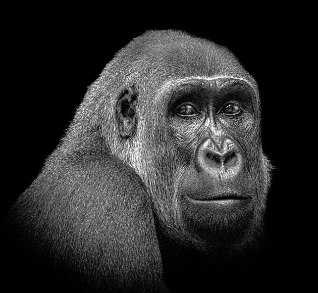 OBRAZEM: Fotograf černobílými portréty poodkrývá svět emocí velkých primátů