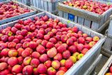 Šéf ovocnářů: Zmizí milion ovocných stromů. Náklady na produkci jablek mnohonásobně stouply