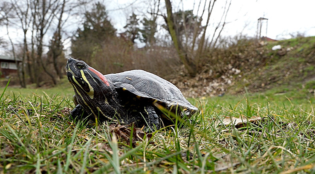 Chovatelé se kvůli obavám z papírování zbavují invazní želvy nádherné